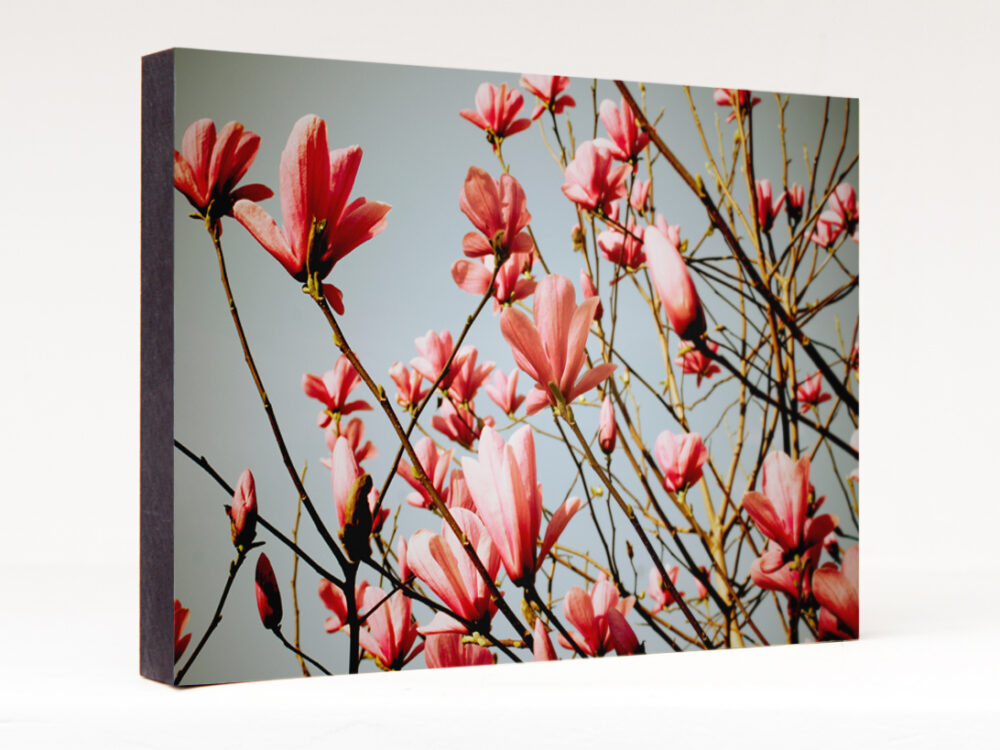 Magnolien 02 Magnolien