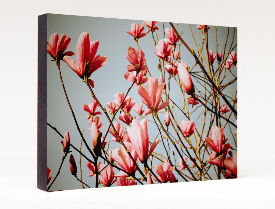 Magnolien 02 Magnolien