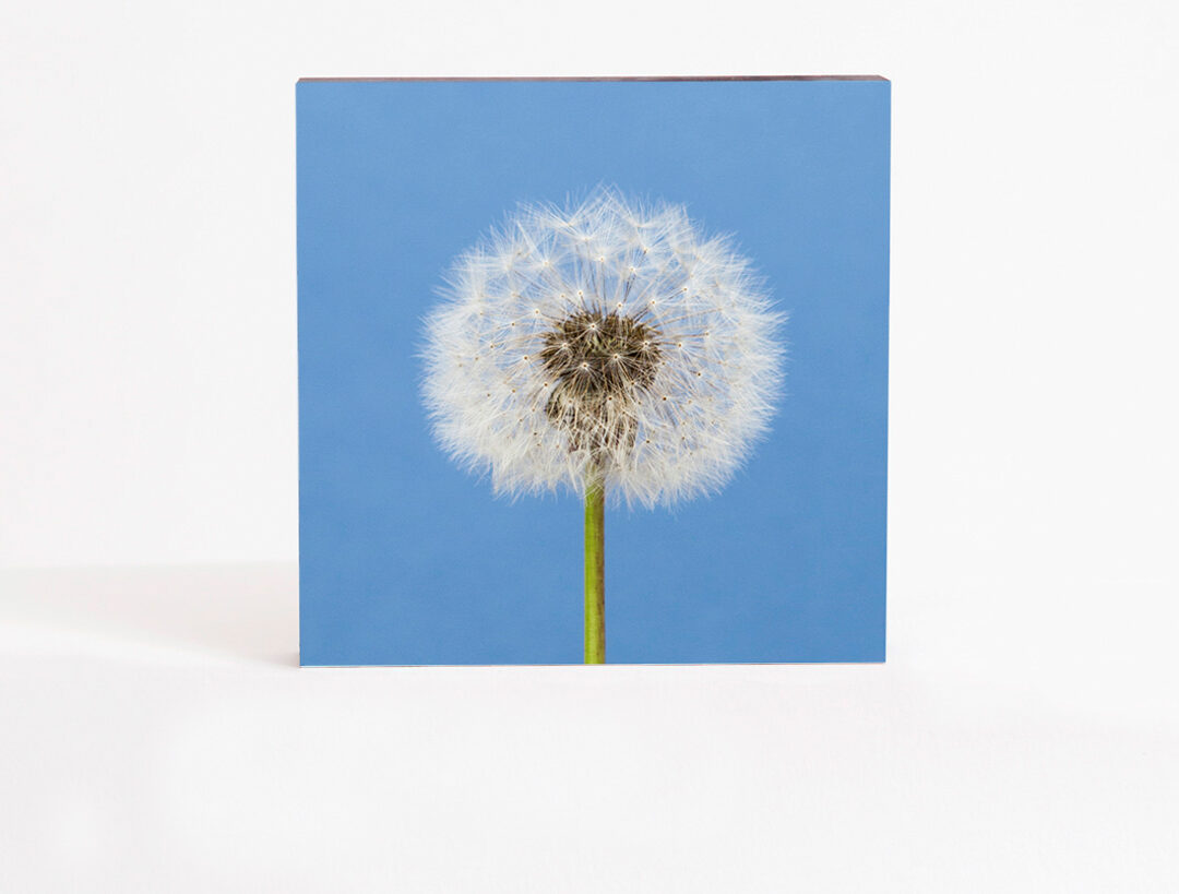 pusteblume-bild-blau Pusteblume